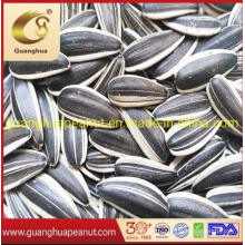 Factory Directly Sell Sunflower Seeds 363